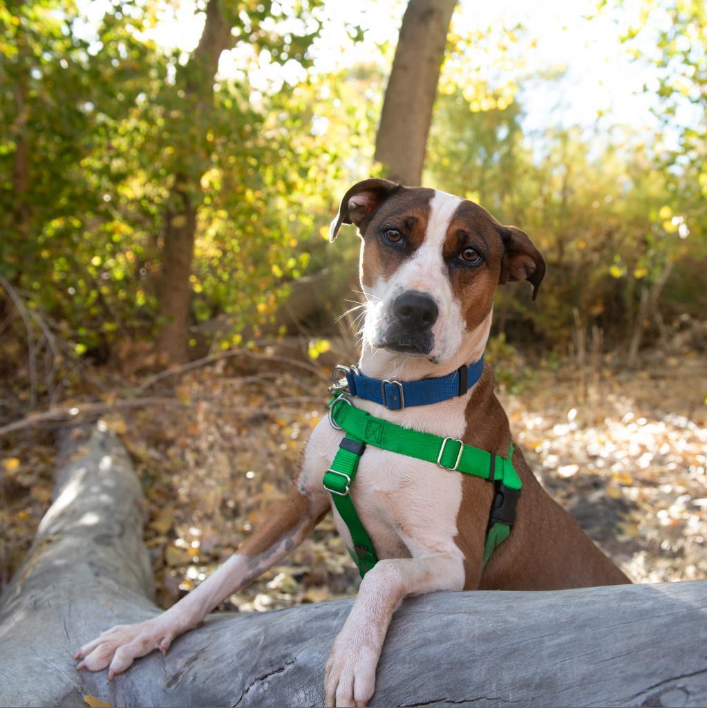 Maisy, an adoptable American Staffordshire Terrier in Kanab, UT, 84741 | Photo Image 1