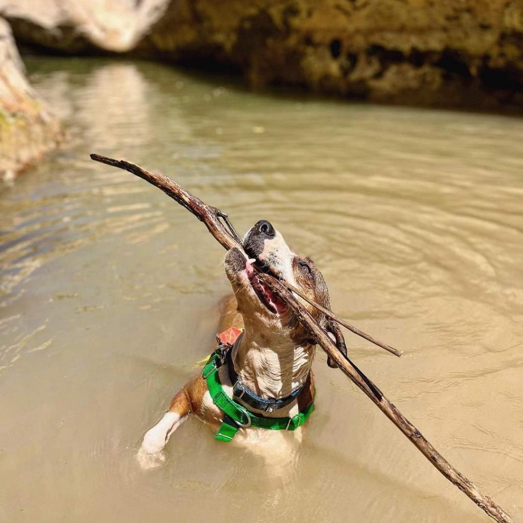 Maisy, an adoptable American Staffordshire Terrier in Kanab, UT, 84741 | Photo Image 2