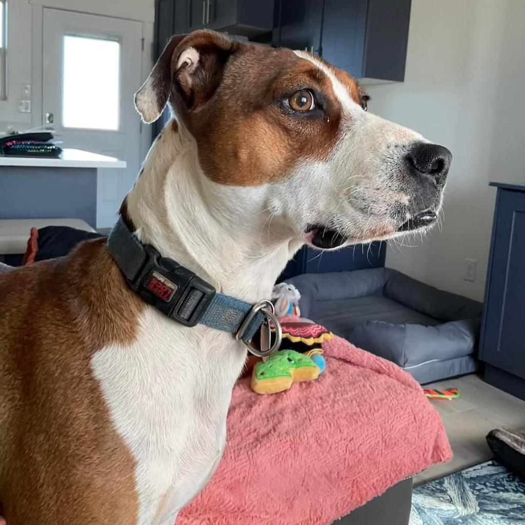 Maisy, an adoptable American Staffordshire Terrier in Kanab, UT, 84741 | Photo Image 3