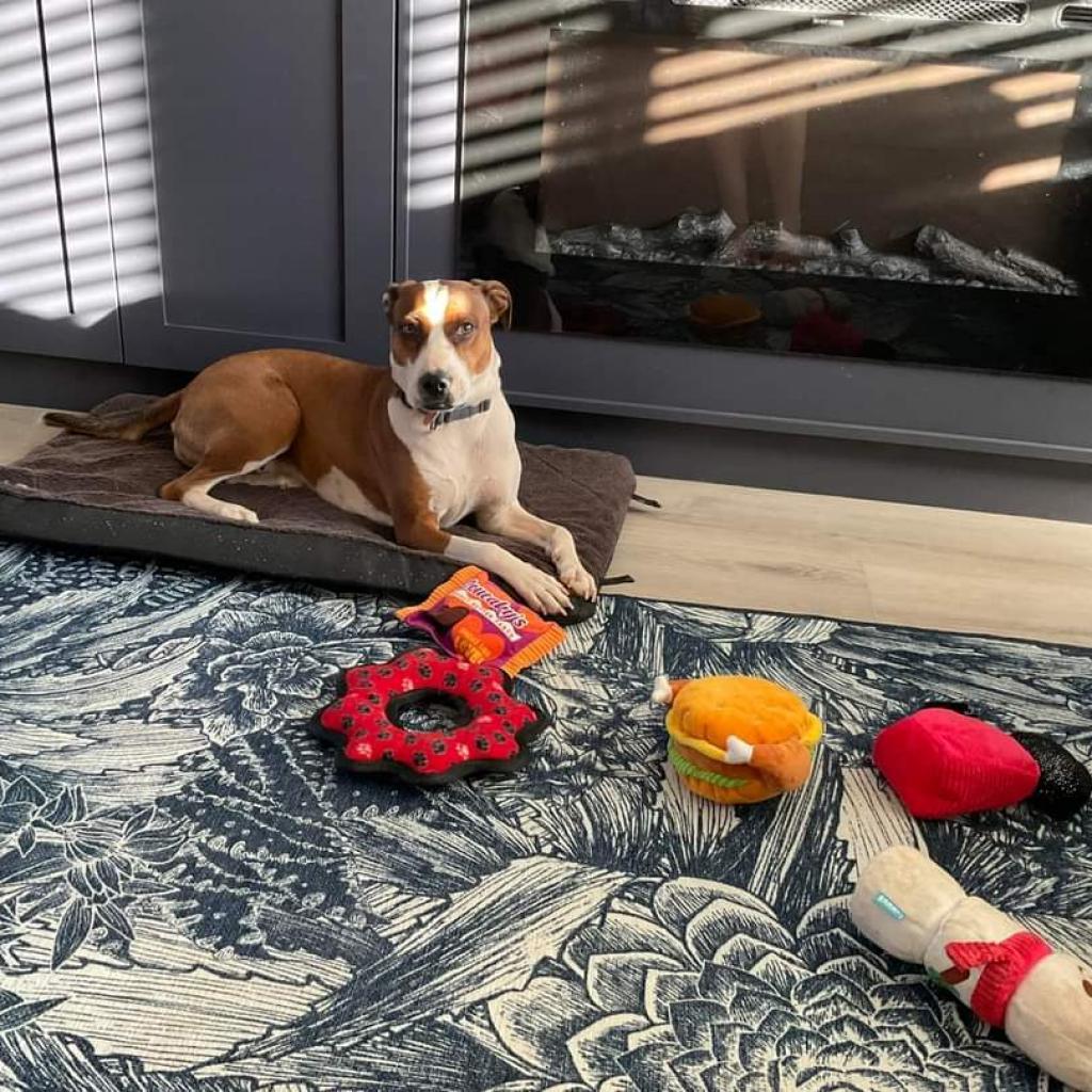 Maisy, an adoptable American Staffordshire Terrier in Kanab, UT, 84741 | Photo Image 4