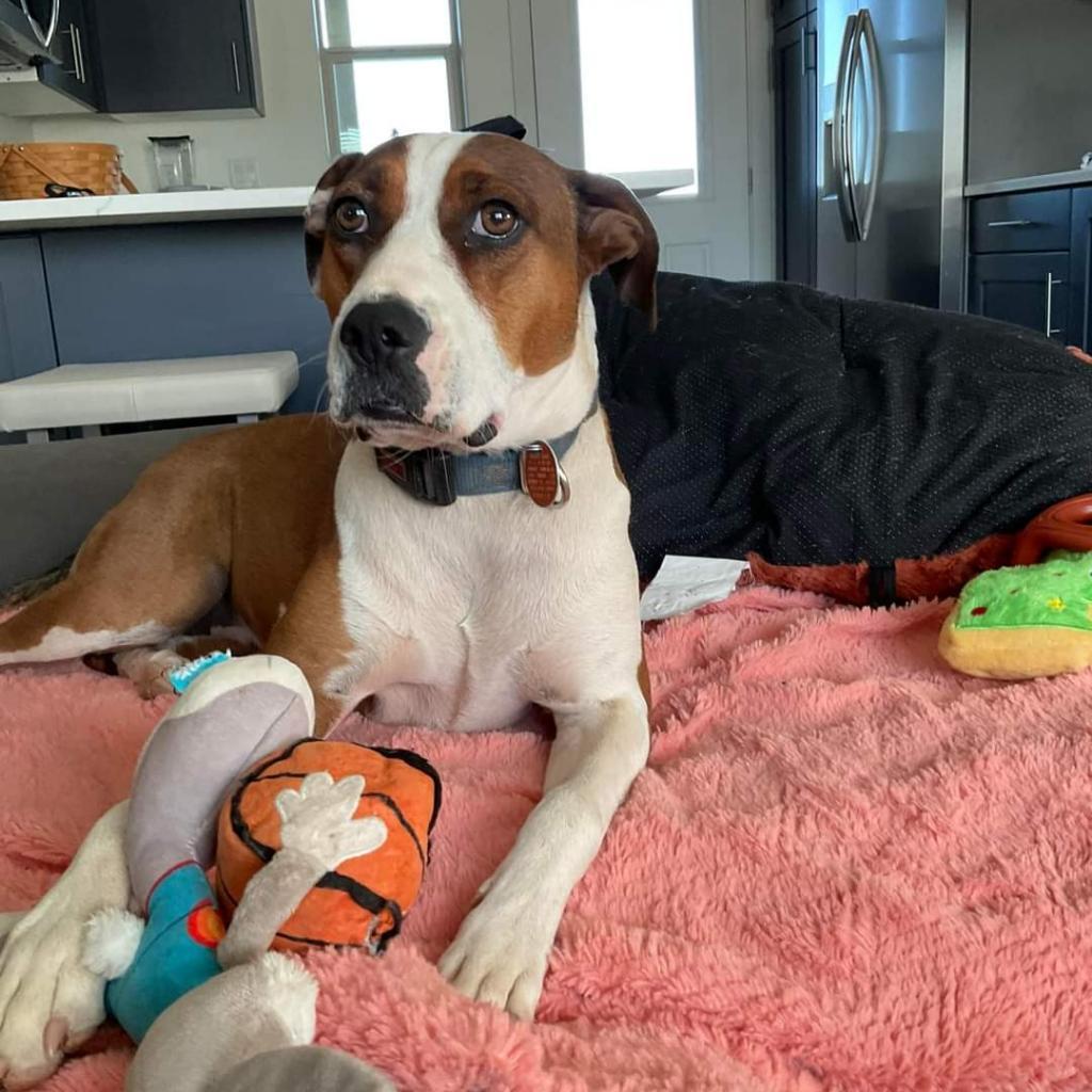 Maisy, an adoptable American Staffordshire Terrier in Kanab, UT, 84741 | Photo Image 5