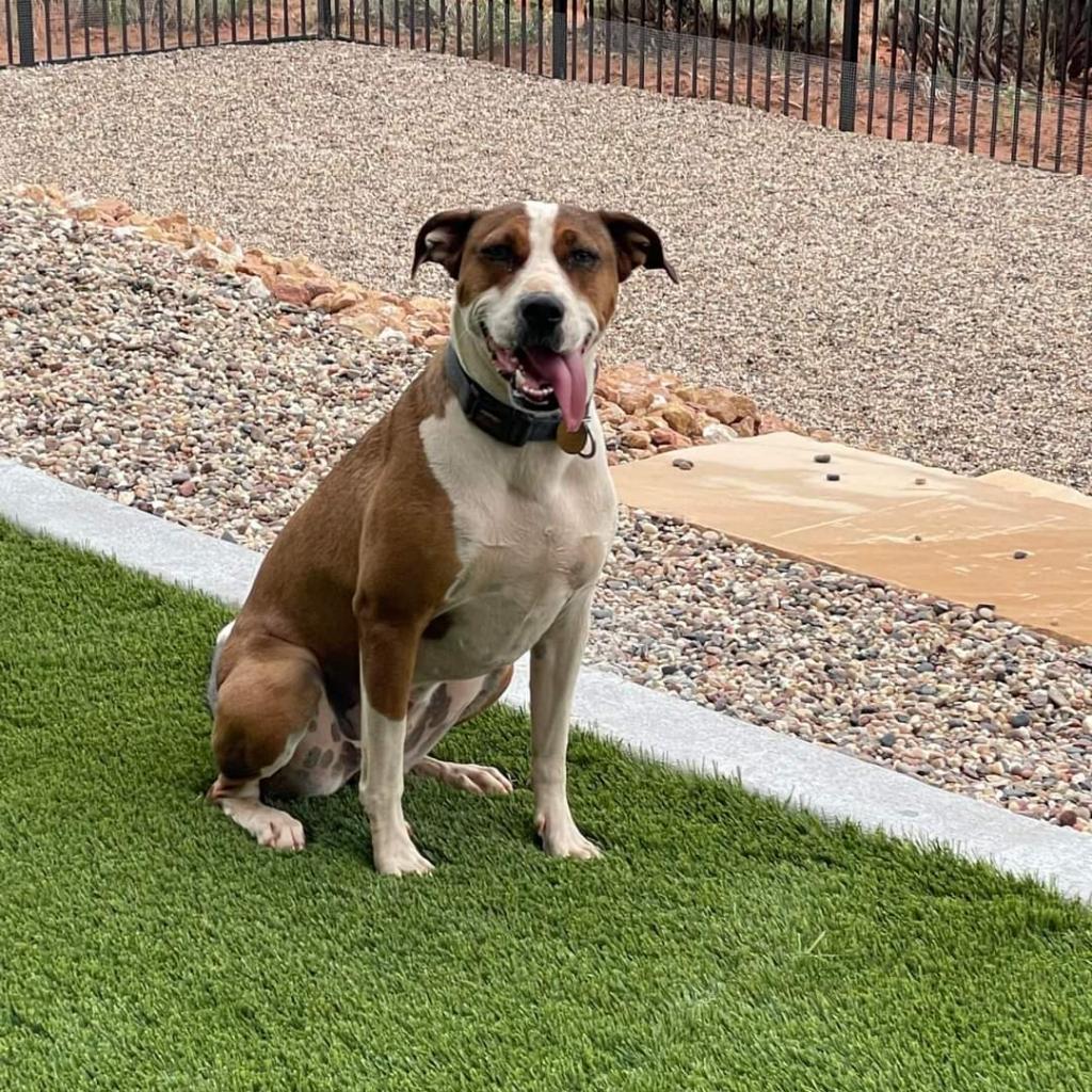 Maisy, an adoptable American Staffordshire Terrier in Kanab, UT, 84741 | Photo Image 6