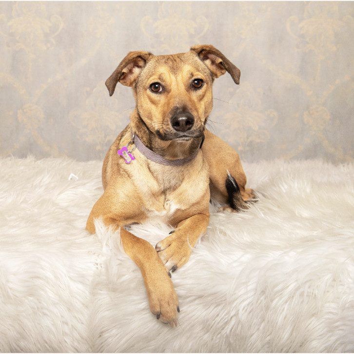 Rosita, an adoptable Terrier in Calgary, AB, T2E 3Z7 | Photo Image 1