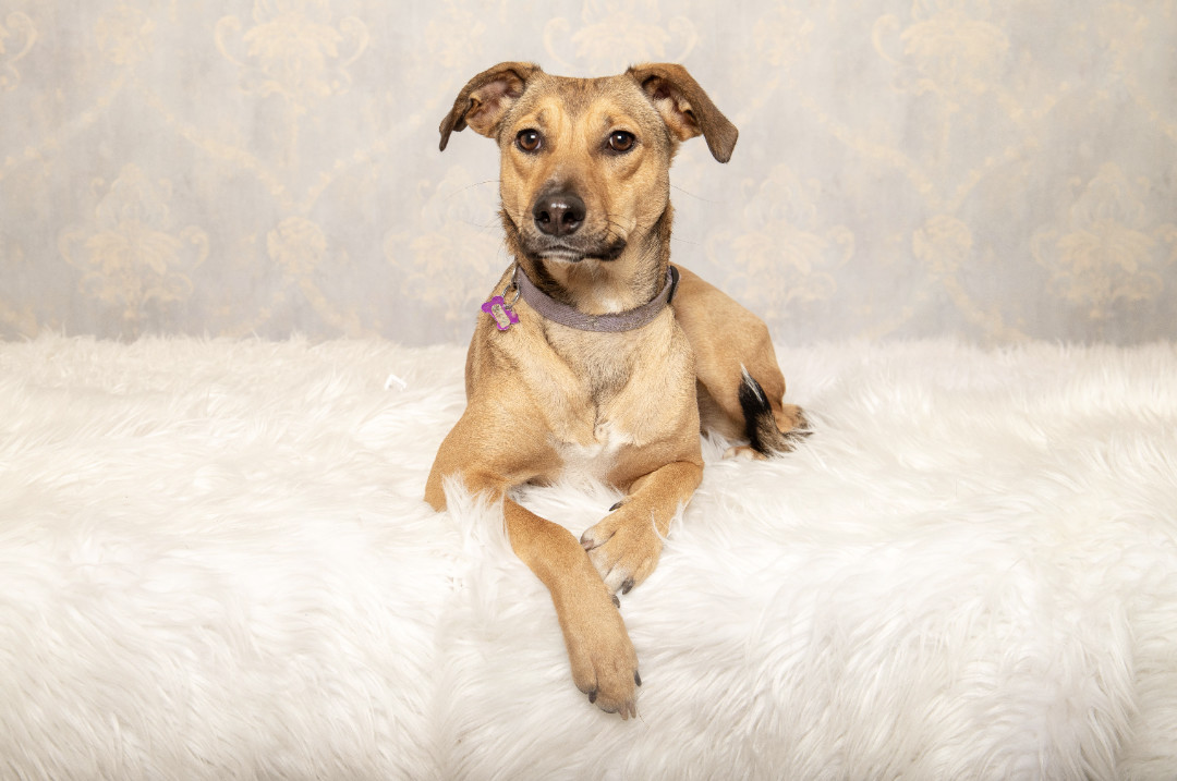 Rosita, an adoptable Terrier in Calgary, AB, T2E 3Z7 | Photo Image 4