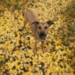 Rosita, an adoptable Terrier in Calgary, AB, T2E 3Z7 | Photo Image 5