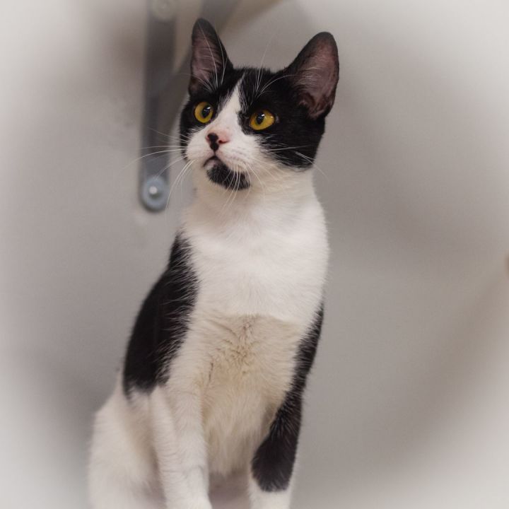 Seraphina, an adopted Tuxedo in Ponte Vedra, FL_image-1