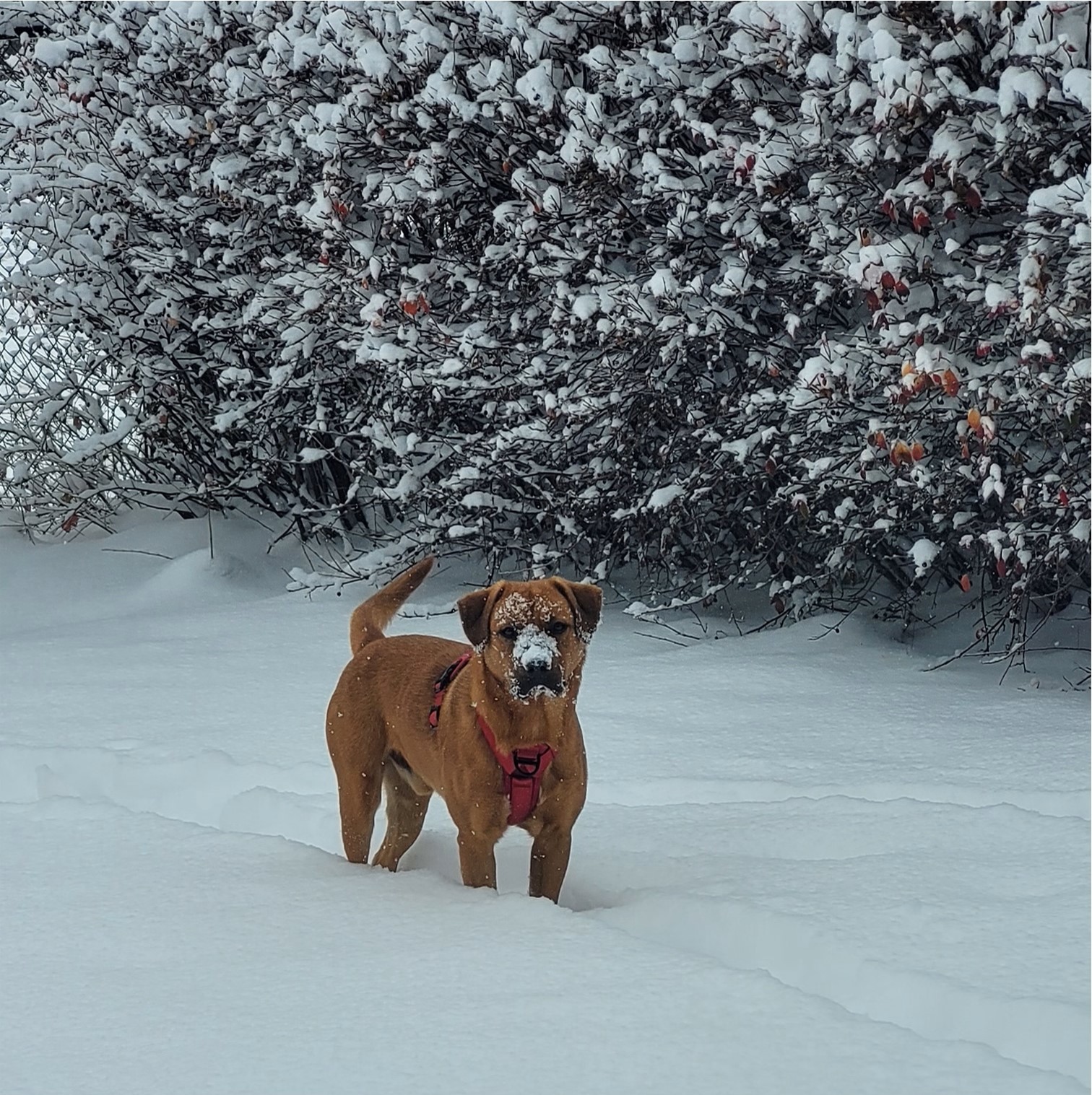Ryder, an adoptable Labrador Retriever in Calgary, AB, T2E 3Z7 | Photo Image 2