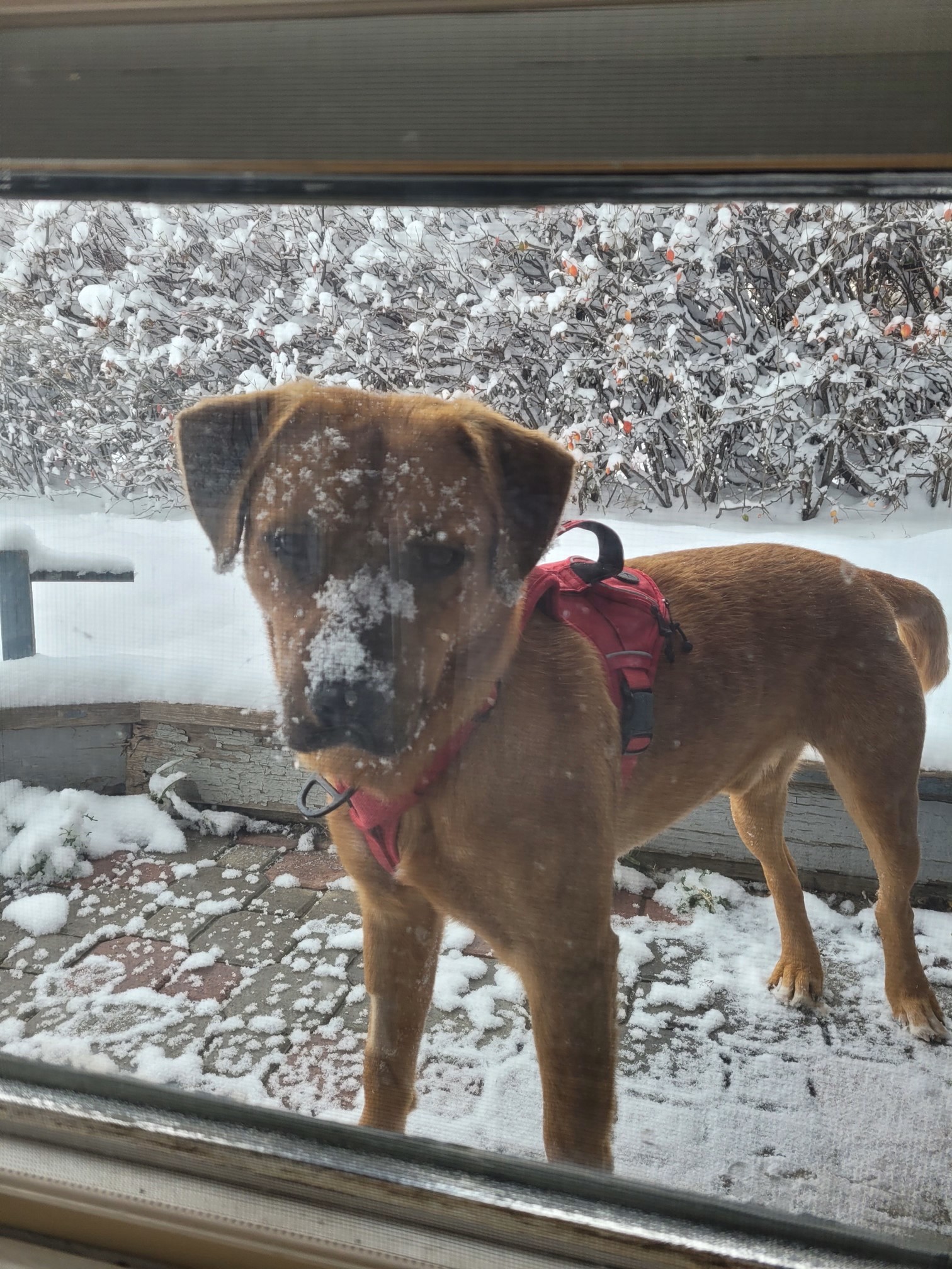 Ryder, an adoptable Labrador Retriever in Calgary, AB, T2E 3Z7 | Photo Image 3
