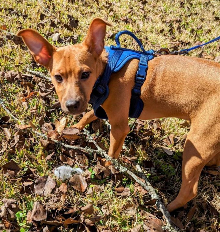 Dog for adoption Chestnut LOCAL ADOPTION ONLY a Chihuahua