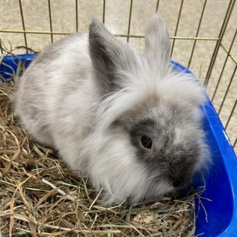 Patches, an adoptable Harlequin & Lionhead Mix in Milford, DE_image-1