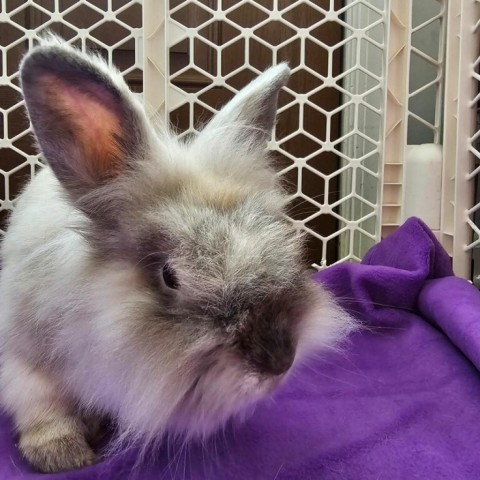Patches, an adoptable Harlequin & Lionhead Mix in Milford, DE_image-2