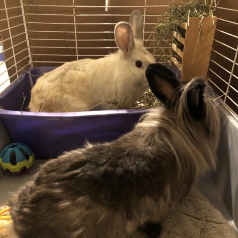 Tiger and Tora, an adoptable Lionhead in Rock Hall, MD_image-2