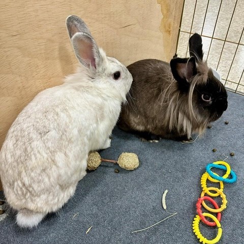 Tiger and Tora, an adoptable Lionhead in Rock Hall, MD_image-5
