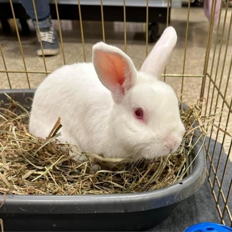 Clyde, an adoptable Florida White in Rock Hall, MD_image-1