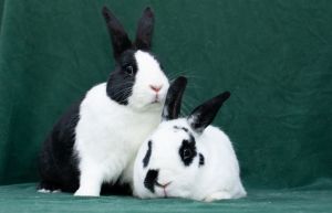 Wigglytuff, Senior Male Bunny Rabbit