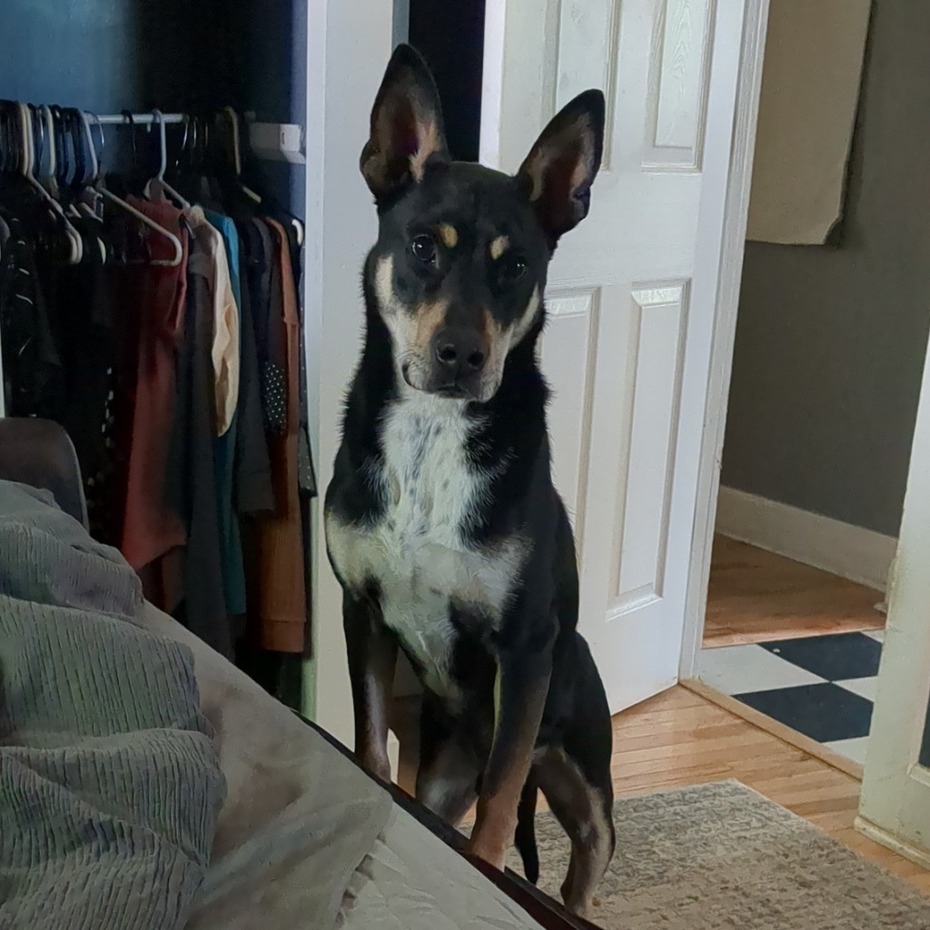 Mortimer Octavius, an adoptable Carolina Dog in Bloomington, IN, 47401 | Photo Image 1