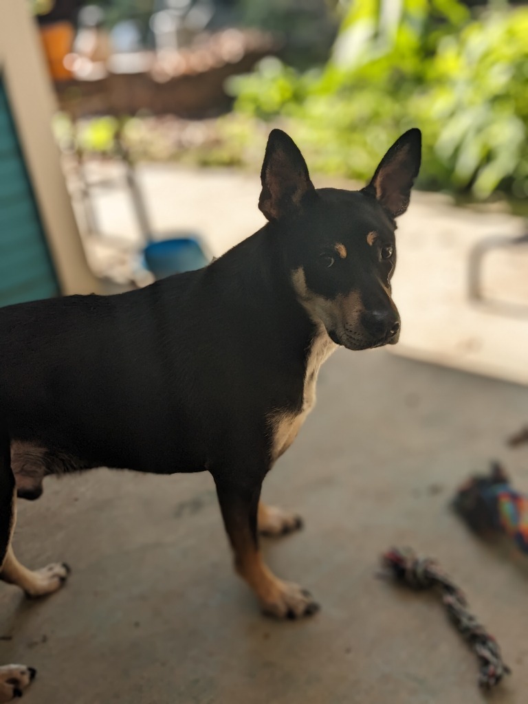 Mortimer Octavius, an adoptable Carolina Dog in Bloomington, IN, 47401 | Photo Image 2