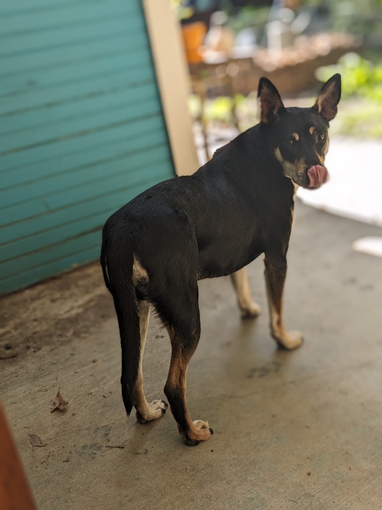 Mortimer Octavius, an adoptable Carolina Dog in Bloomington, IN, 47401 | Photo Image 3