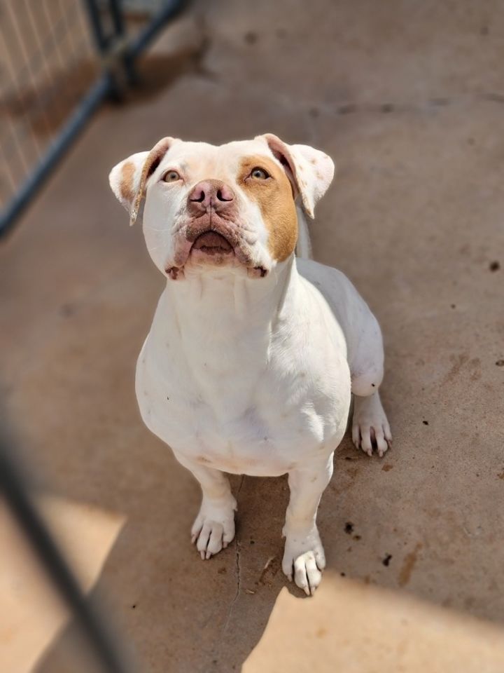 Aggie, an adoptable American Bulldog Mix in Crosbyton, TX_image-2
