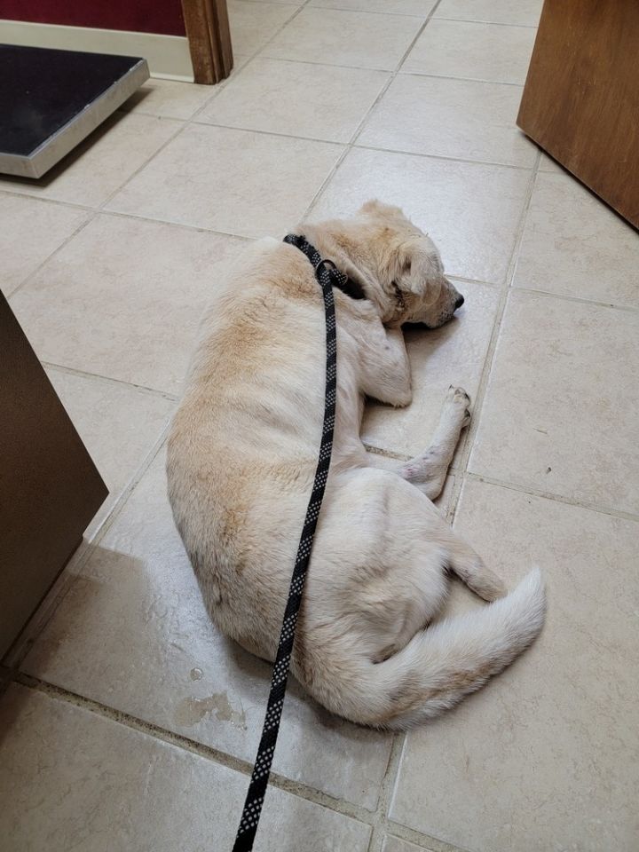 Paco 3