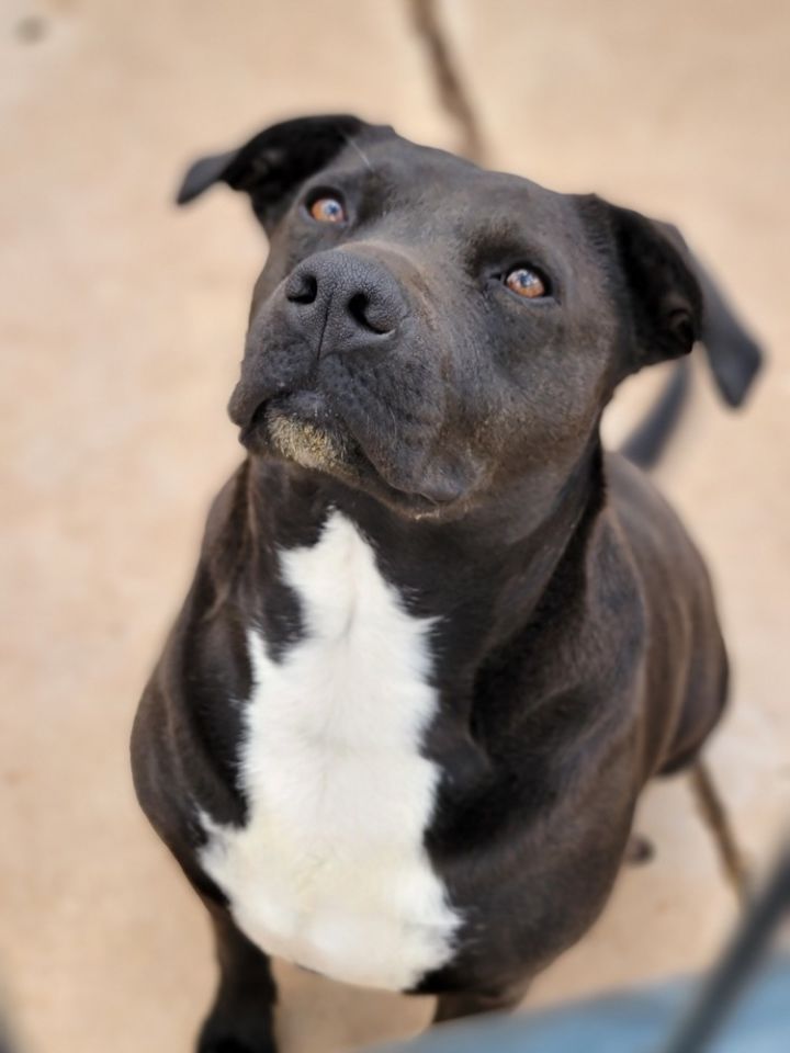 Madi, an adoptable Labrador Retriever Mix in Crosbyton, TX_image-1