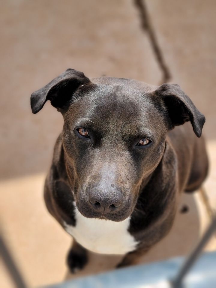Madi, an adoptable Labrador Retriever Mix in Crosbyton, TX_image-2