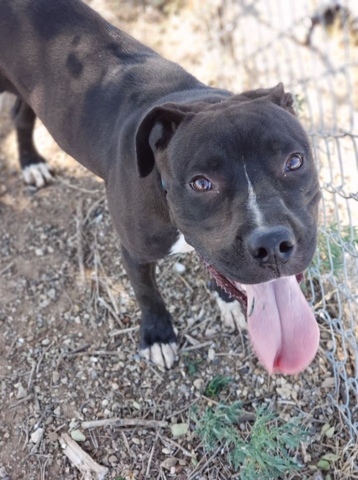 Barney, an adoptable Pit Bull Terrier & Labrador Retriever Mix in Crosbyton, TX_image-1