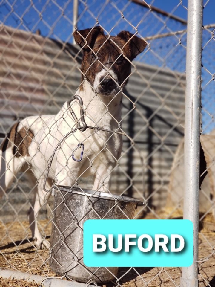 Buford 2