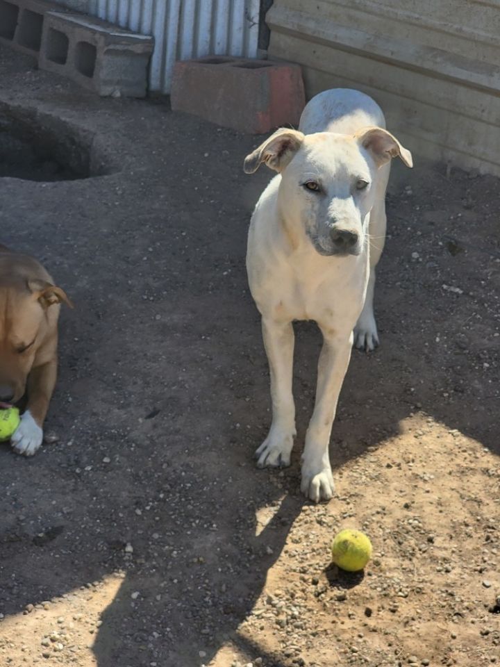 Ghost, an adoptable Anatolian Shepherd & Cattle Dog Mix in Crosbyton, TX_image-2