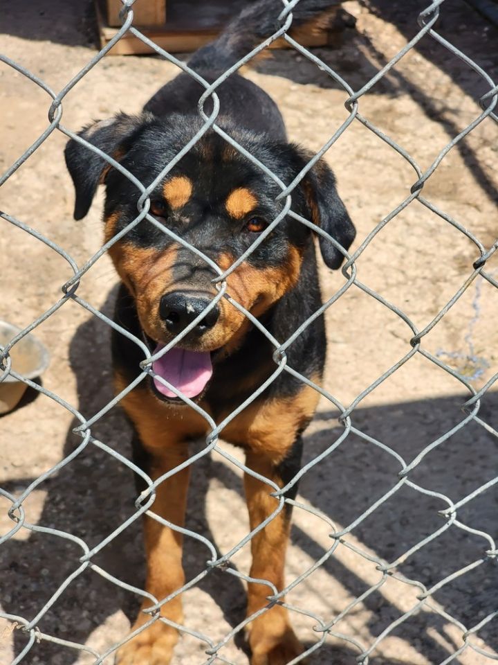 Sam, an adoptable Rottweiler Mix in Crosbyton, TX_image-1