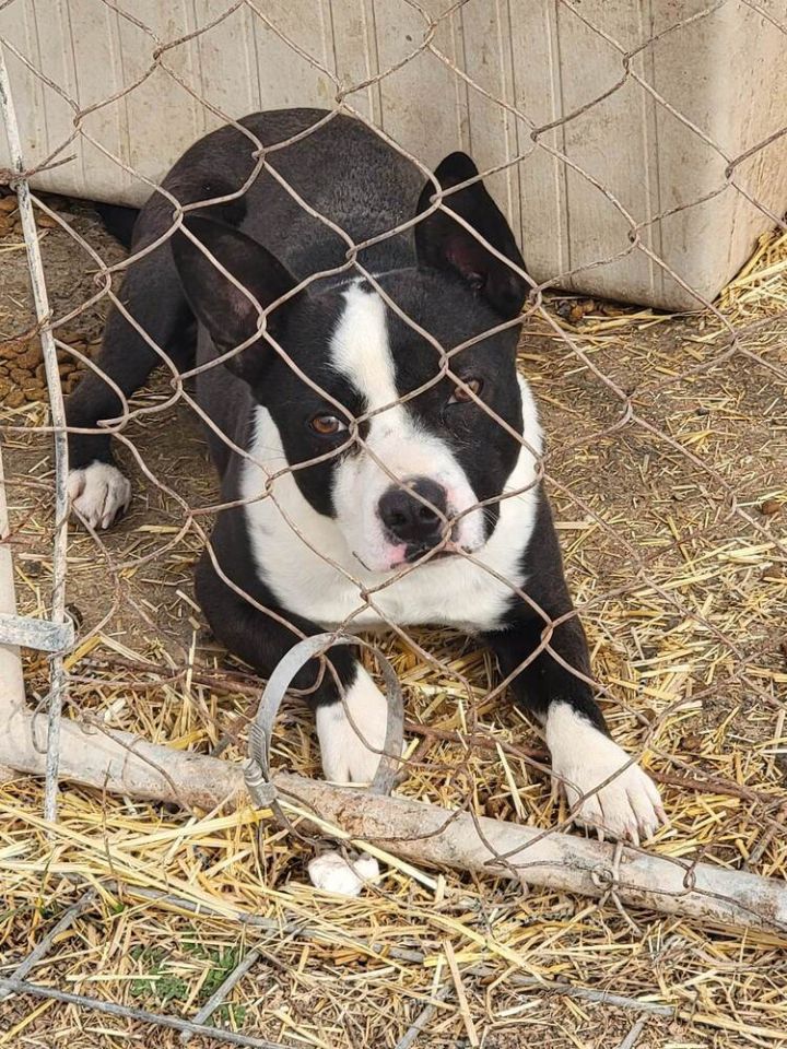 Yeager, an adoptable Boston Terrier Mix in Crosbyton, TX_image-1