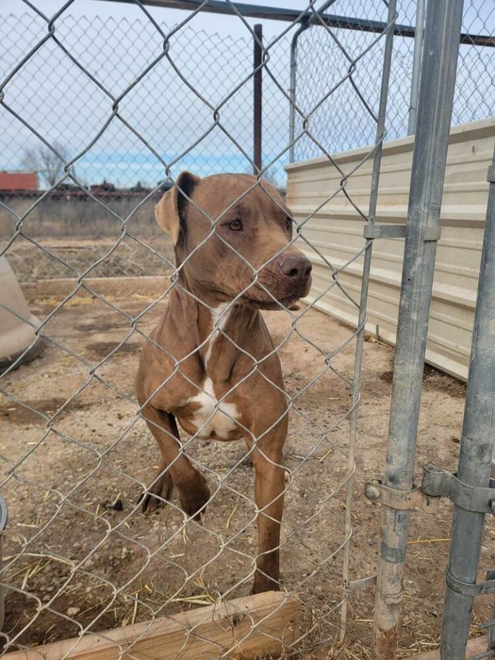 Cinnamon, an adoptable Pit Bull Terrier & Labrador Retriever Mix in Crosbyton, TX_image-2