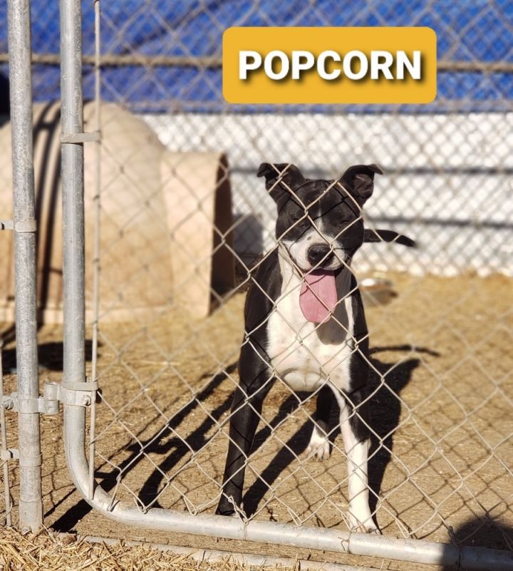Popcorn, an adoptable Pit Bull Terrier in Crosbyton, TX_image-1