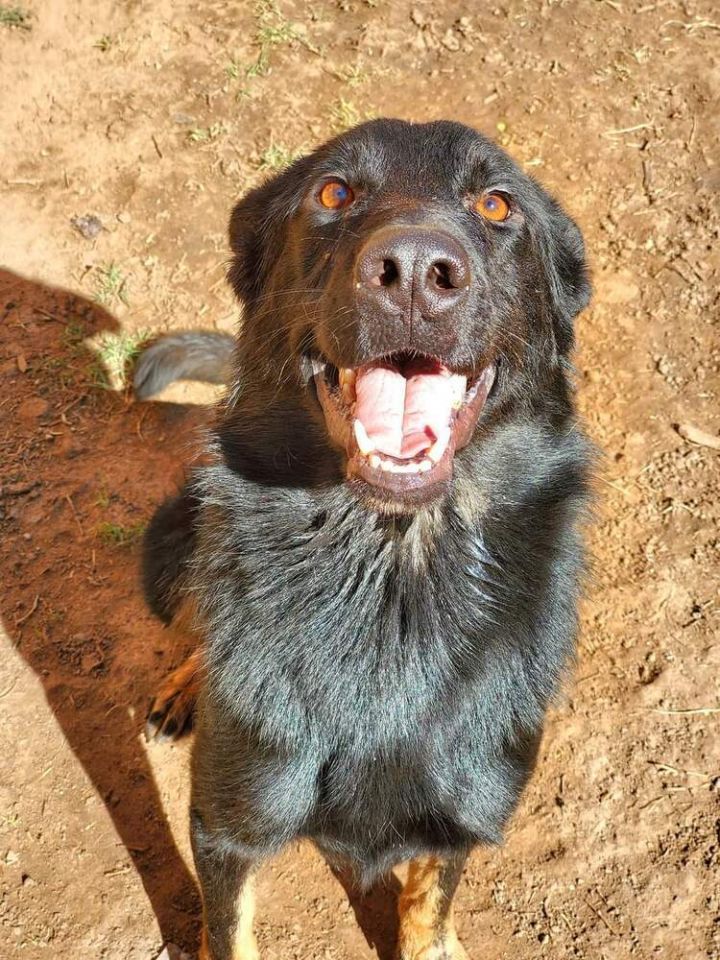 Rio, an adoptable German Shepherd Dog in Crosbyton, TX_image-1