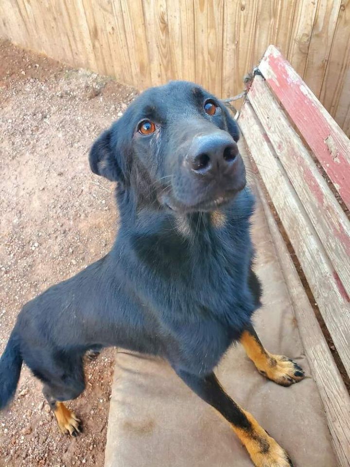 Rio, an adoptable German Shepherd Dog in Crosbyton, TX_image-3