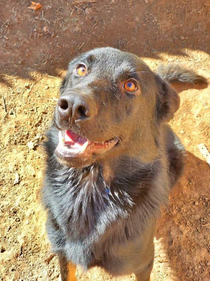 Rio, an adoptable German Shepherd Dog in Crosbyton, TX_image-5