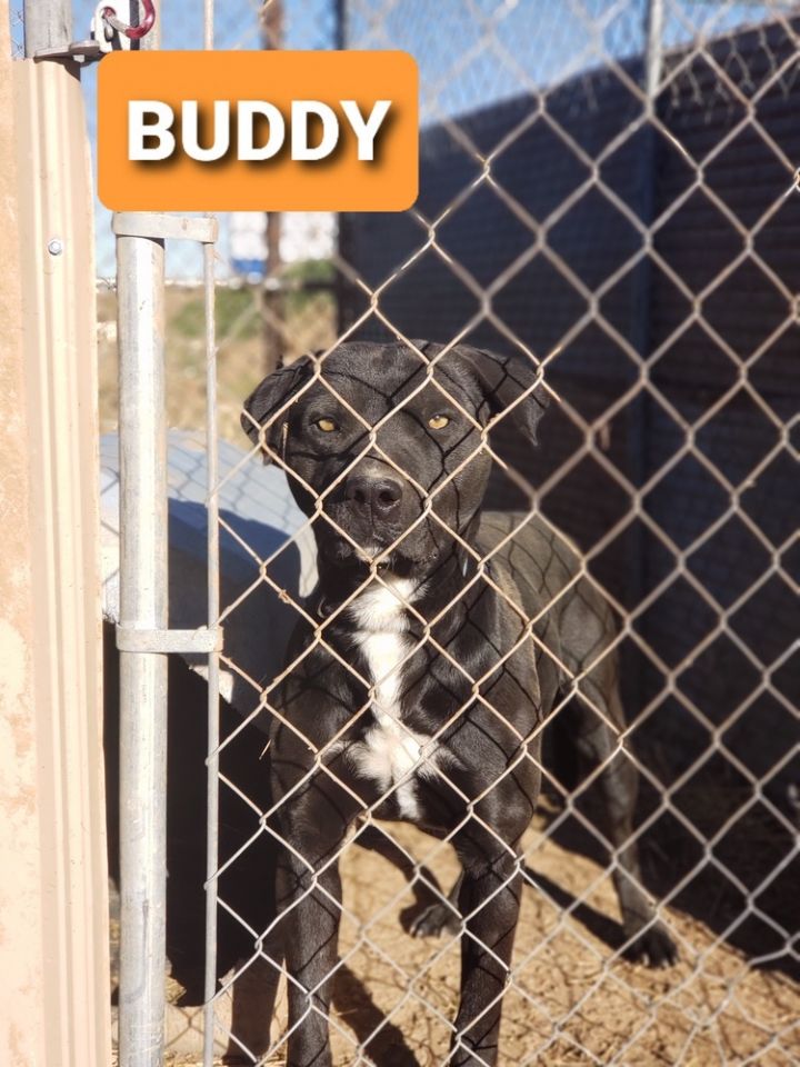 Buddy 1