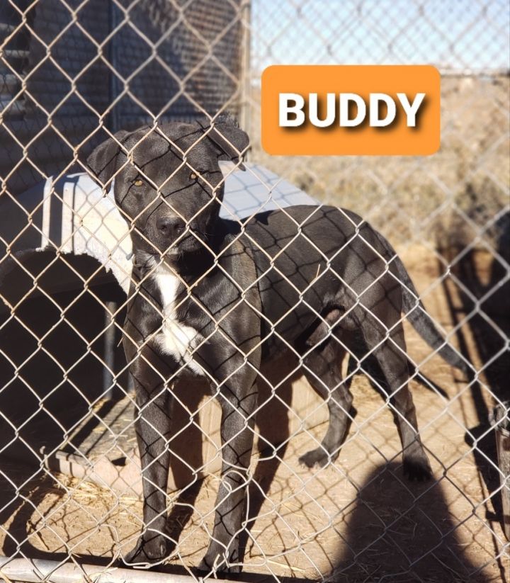 Buddy 2