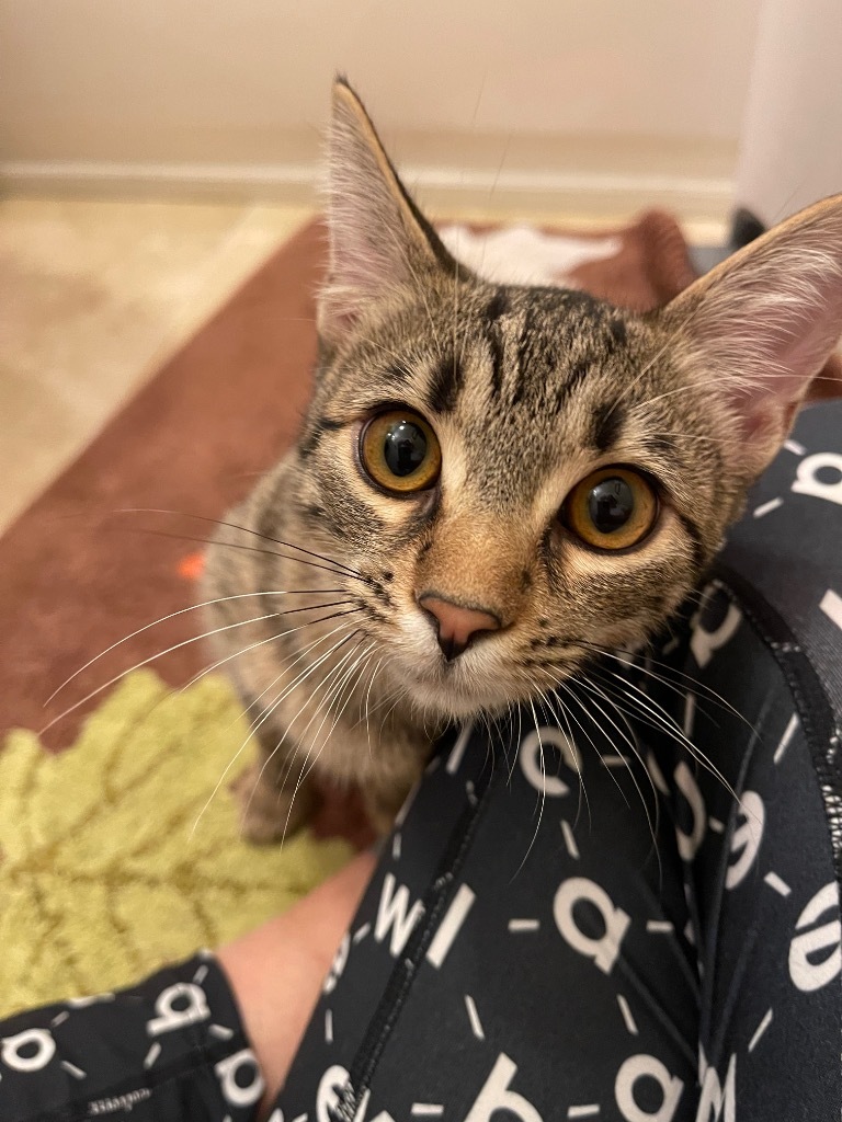 Olivia, an adoptable Domestic Short Hair in Ballwin, MO, 63011 | Photo Image 1