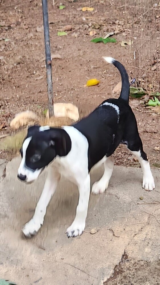 Zeus, an adoptable Labrador Retriever Mix in Peachtree City, GA_image-2