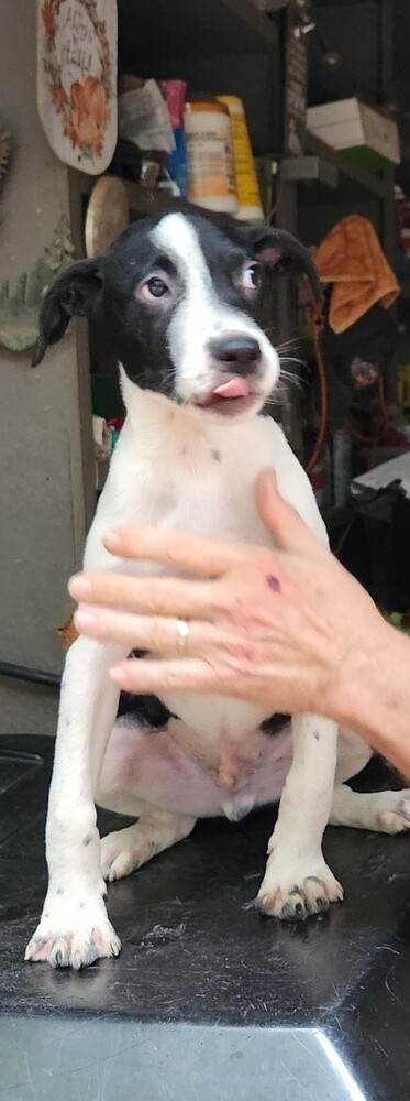 Zeus, an adoptable Labrador Retriever Mix in Peachtree City, GA_image-3