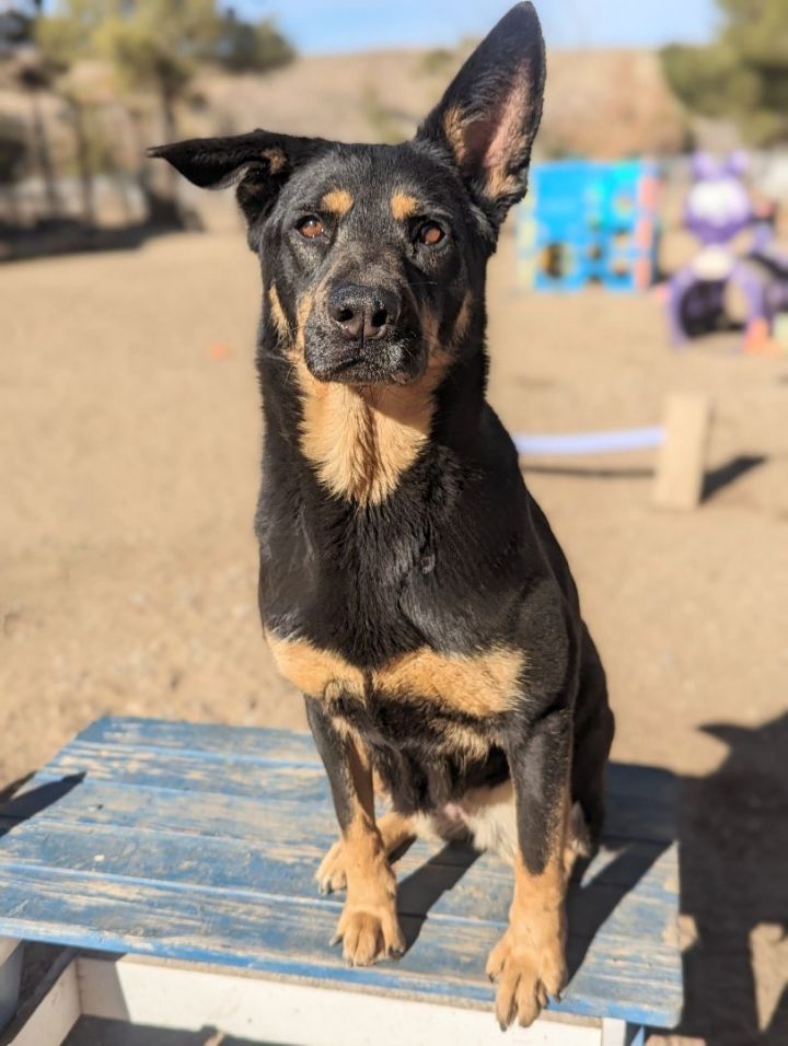 Beauceron german shepherd store mix