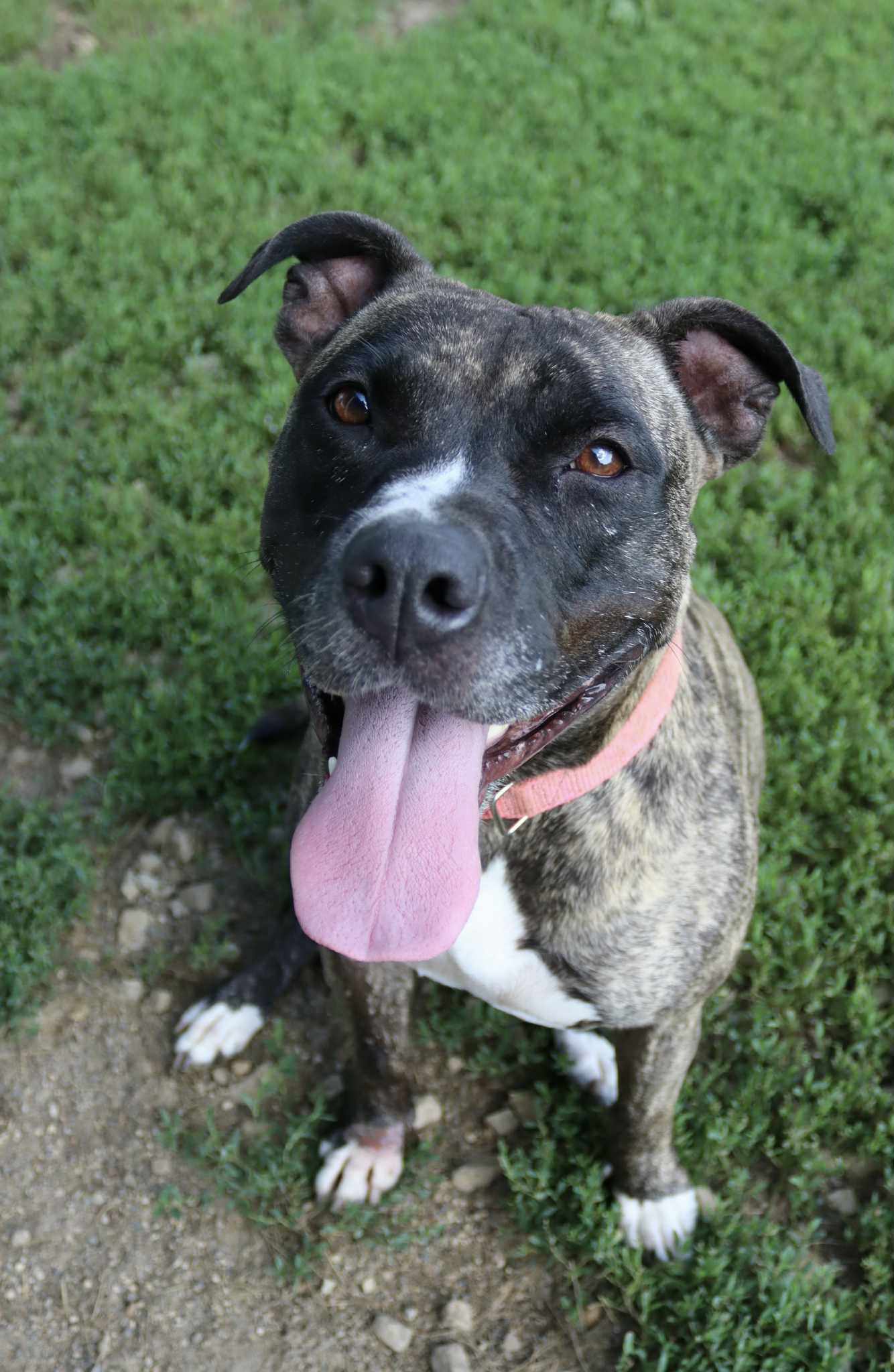 Ingrid, an adoptable Pit Bull Terrier, American Staffordshire Terrier in Austin, MN, 55912 | Photo Image 1