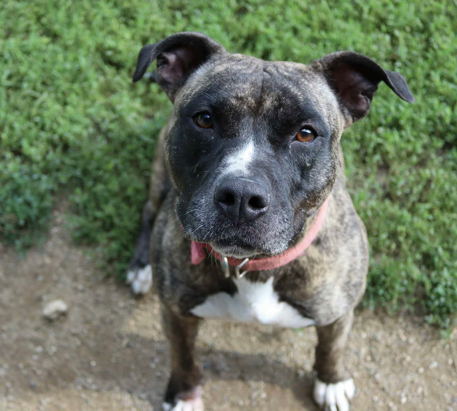 Ingrid, an adoptable Pit Bull Terrier, American Staffordshire Terrier in Austin, MN, 55912 | Photo Image 2