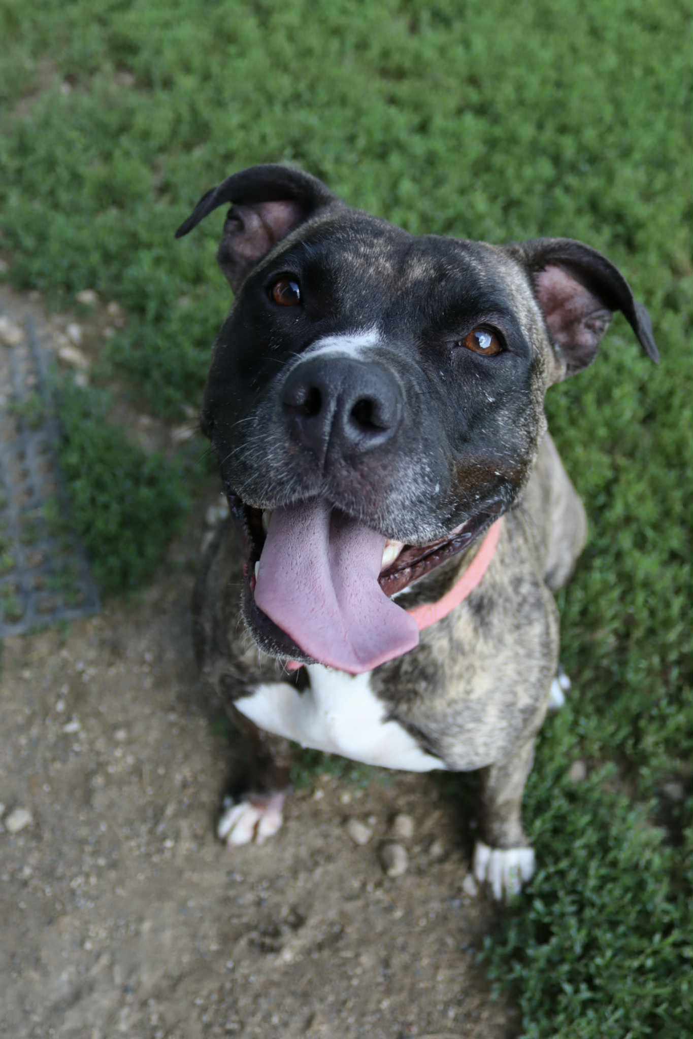 Ingrid, an adoptable Pit Bull Terrier, American Staffordshire Terrier in Austin, MN, 55912 | Photo Image 3