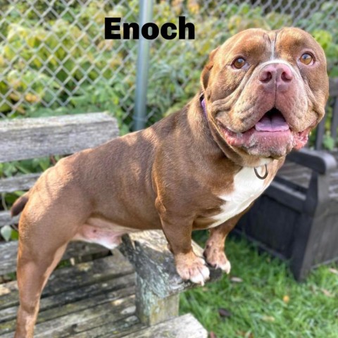 Enoch 230785, an adoptable Mixed Breed in Escanaba, MI, 49829 | Photo Image 1