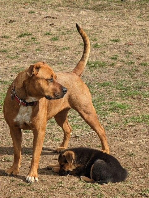 Luna, an adoptable Black Mouth Cur in Williston, VT, 05495 | Photo Image 6