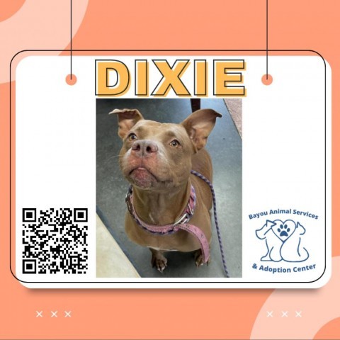 Dixie 1