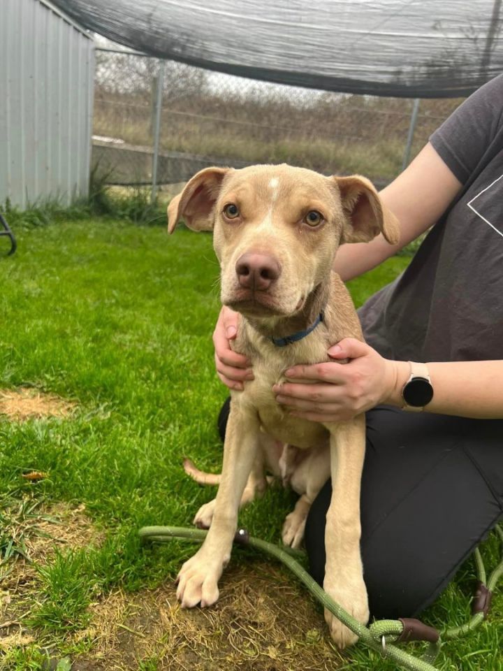 Catahoula store coonhound mix