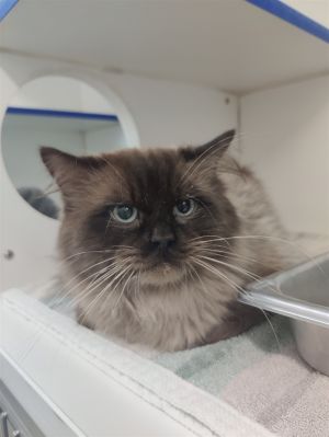 petfinder ragdoll